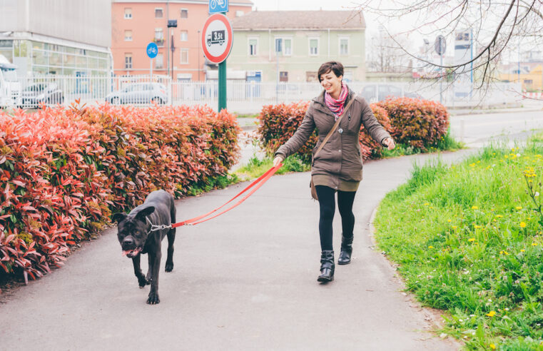 Jak nauczyć psa, żeby nie ciągnął smyczy na spacerze?