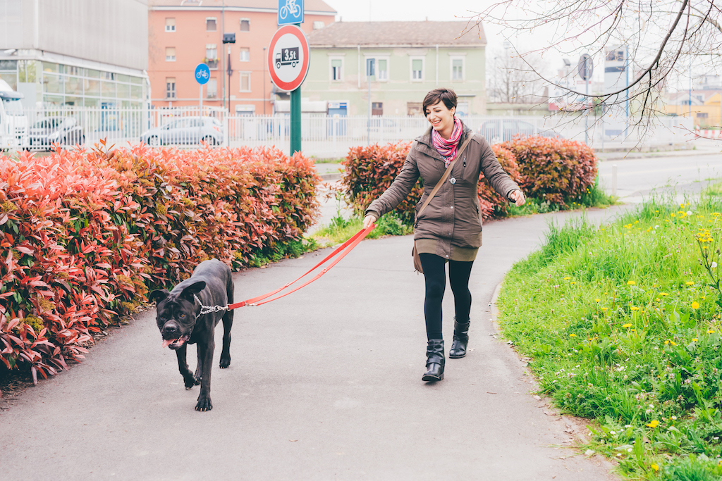 Jak nauczyć psa, żeby nie ciągnął smyczy na spacerze?